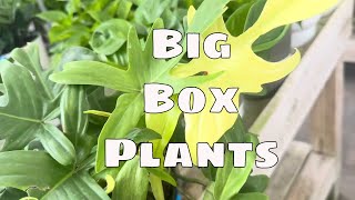 🌿Home Depot Big Box Plant Shopping Tour | Tropical Houseplants & Rare Finds with Peggy’s Plants