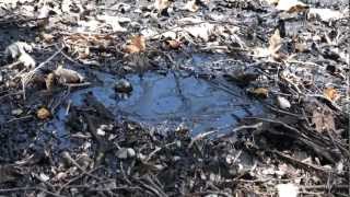 preview picture of video 'Bubbling Tar at La Brea Tar Pits'