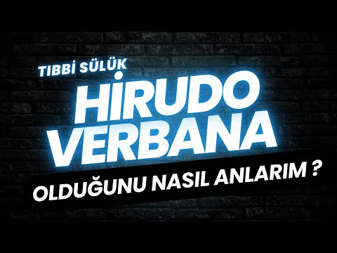 Hirudo Verbana Sülük Cinsi Nasıl Anlaşılır? | Avcı Su Ürünleri Tıbbi Sülük |