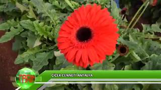 Çiçek cenneti Antalya