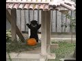 Red Panda Playing With Pumpkin  #Shorts