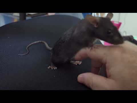 How to play with your rat.  It is fun having a free ranging rat in your home office!