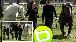 Los 10 Perros mas Enormes del Mundo