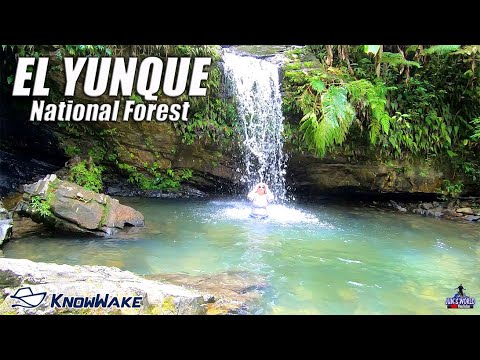 The only rain forest in the United States!! EL YUNQUE in Puerto Rico