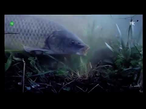 Polje - dokumentarni film (Zagreb film, 1984.)