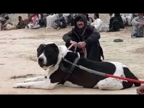 Biggest, Strongest & Most Dangerous Central Asian Shepherds  Compilation- Part 3!