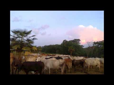 asi se canta en mi llano