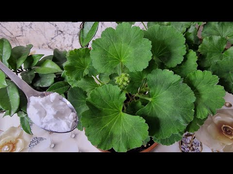 ANINDA İŞE YARADI😉 BİR KAŞIK VERİN BİTKİLERNİZ CANLANSIN