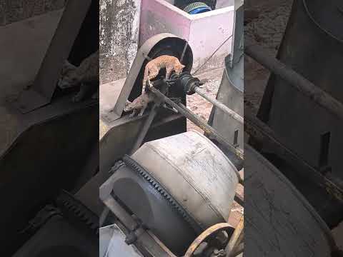 RAZIA & SHARMILI ❤️ | SHORTS #cat #streetcat #catlover #pushparaj #catfeed #kitten