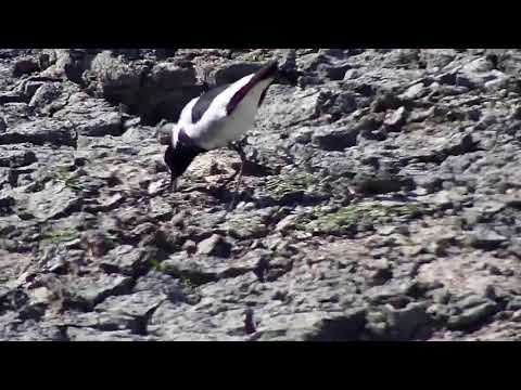 Djuma: Blacksmith Lapwing with the three eggs on nest - 14:20 - 08/08/20