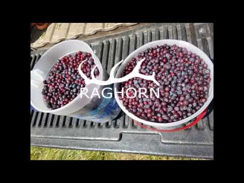 download lagu mp3 mp4 Huckleberry Syrup Idaho, download lagu Huckleberry Syrup Idaho gratis, unduh video klip Huckleberry Syrup Idaho