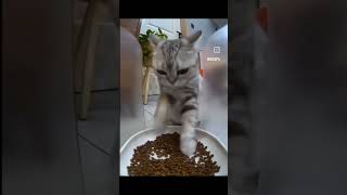 かわいい子猫のまとめ動画😊     #子猫 #猫