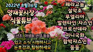 양재꽃시장 식물튜브 2022년 8월 16일 [은쑥, 황화코스모스, 루엘리아, 페라고늄, 함박자스민, 실버레이…