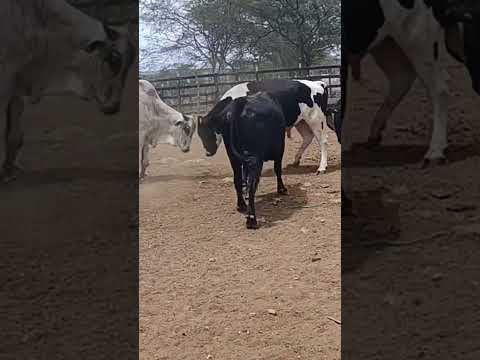 alcantil paraíba #gado #fazenda #agro