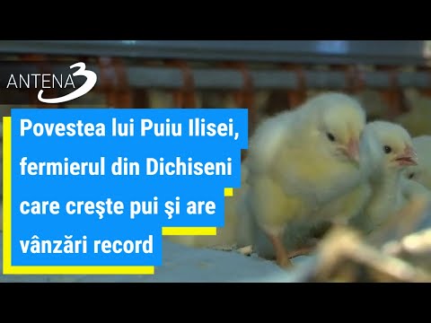 Povestea lui Puiu Ilisei, fermierul din Dichiseni care creşte pui şi are vânzări record