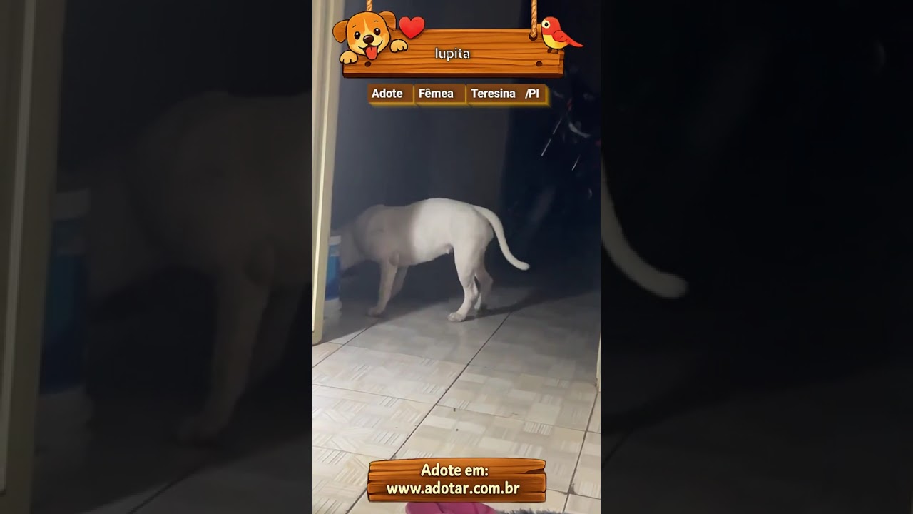 Cachorro raça Pit-Bull idade 1 ano nome lupita