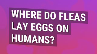 Where do fleas lay eggs on humans?