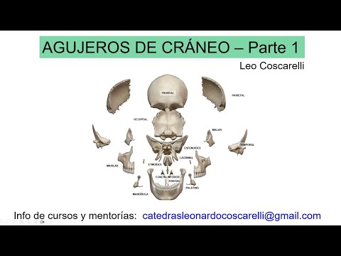 Agujeros de base de   cráneo - Parte 1