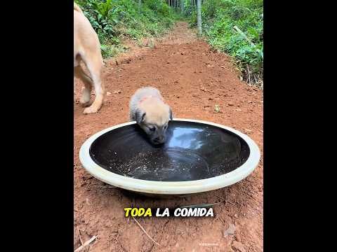 Los cachorros no pueden comer comida en absoluto🐶#dog #love #cute #doglove