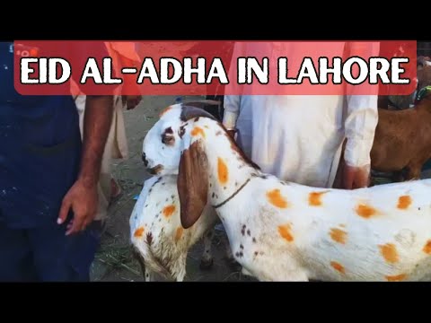 Eid al-Adha in Lahore