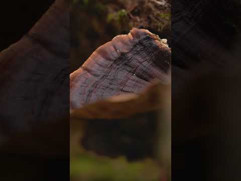 Discover Mawphlang Sacred Forest, Meghalaya | A Journey into Nature's Sanctuary