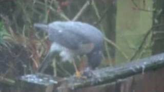 european sparrowhawk eating.