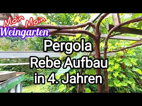 Weinrebe auf Pergola. Neu Aufbau in 4 Jahren.  Bio Sorte "Isabella".