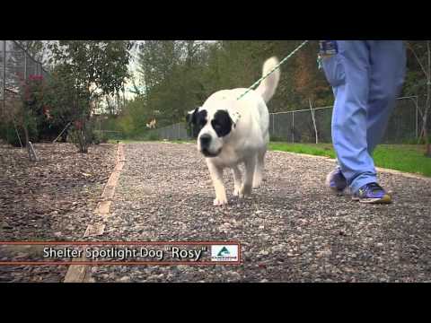 download lagu mp3 mp4 Rosy Dog, download lagu Rosy Dog gratis, unduh video klip Rosy Dog