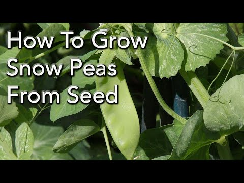 How To Grow Snow Peas From Seed For a Bumper Crop