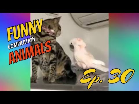 Funny animals Compilation #30 November 2018
