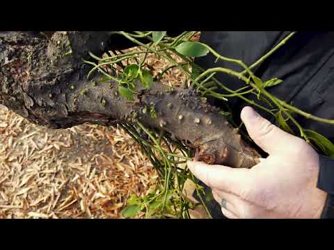 Removing Mistletoe To Save Trees