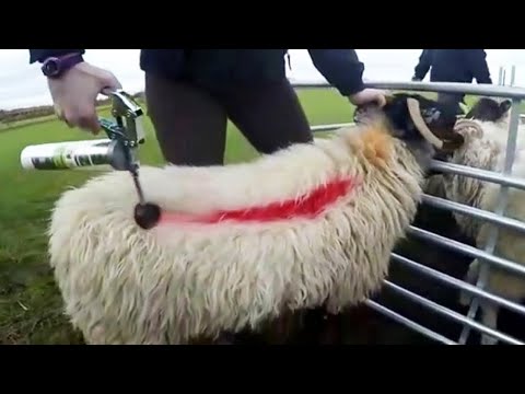 Amazing Modern Sheep Farming Technology - Milking Sheep System Semi Automantic!