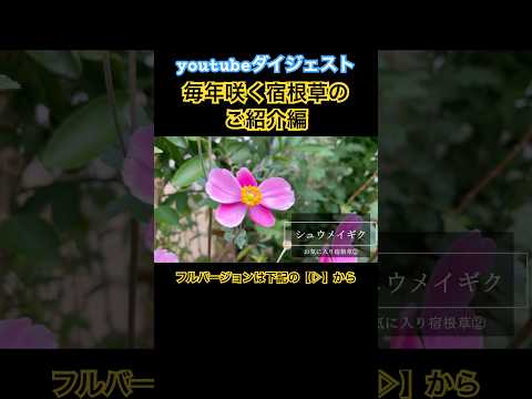  4月下旬の霜から植物を守るにはどうすればよいですか？若い植物を保存するための効果的な方法  庭園