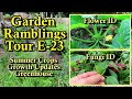 Summer Garden Crops, Vegetable Plant Updates, Complete Tour: Garden Ramblings, Tips & Tour E-23