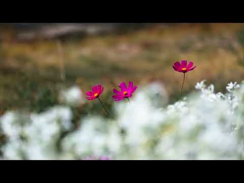 💚🎵 Mihai Toma - ENA