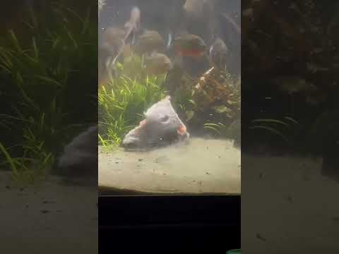 30 Piranha VS (PEIXE CARO)