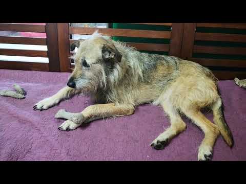 Amala at foster home.