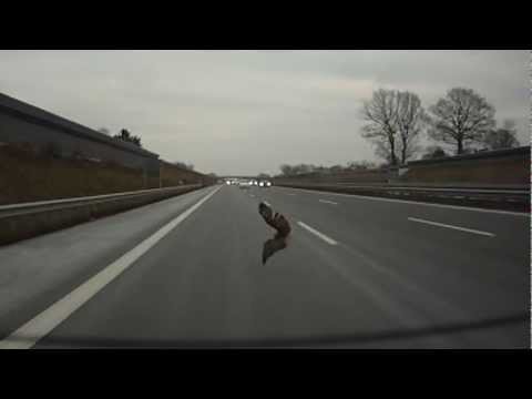 Wildunfall auf der A1 Richtung Bremen