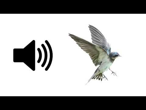 Bird Flying Away - Sound Effect