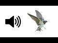 Bird Flying Away Sound Effect