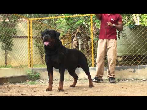 Biss-CH.India,CH.Bosnia,CH.Ser bia & IPO-1. Dandy Bistua Nuova Von Der Meister Weg.MTS