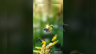 Download lagu Sogon Vs Sirtu Ribut #birds #pikatsogokontong #suarapikatampuh mp3 Download lagu Sogon Vs Sirtu Ribut #birds #pikatsogokontong #suarapikatampuh mp3