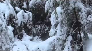 Установка капкана на рысь