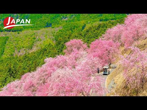 Best Sakura Spots in Nara: Complete Cherry Blossom Guide (8 Must-Visit Places) | Nara, Japan Travel