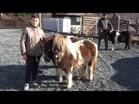 Poneii lui Calinut de la Vidra, Alba - 2023 Nou!!!