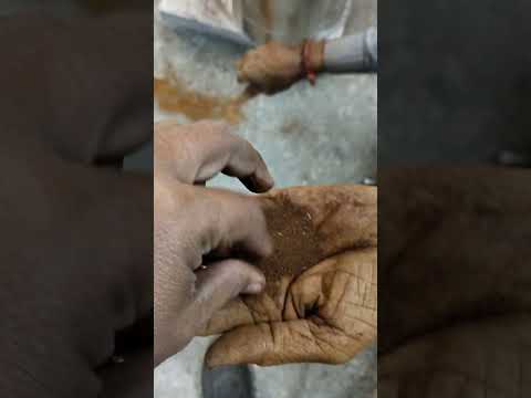 Saral 3hp chicory grainding video