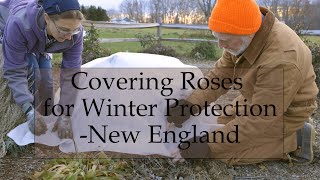 Winter Protection for Roses in New England