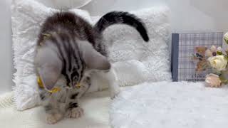 アメリカンショートヘアの動画01