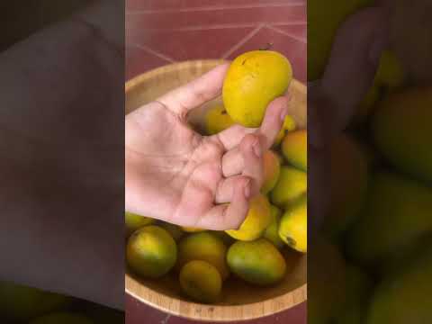 Smallest Alphonso Mango Ever #mango  #smallest #indianfruits #summer #alphonso