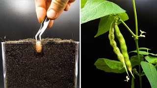 Growing Cranberry Bean Time Lapse - Seed To Pod in 42 Days
